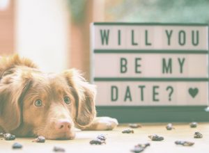 כלכלב : האם תהיי הדייט שלי?