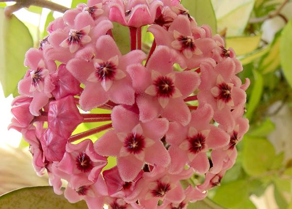 כפר סבא דיירת מעניינת 430